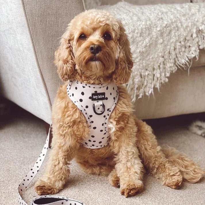 Cookie 'N' Cream - Adjustable Collar - The Cambridge Dog Co.