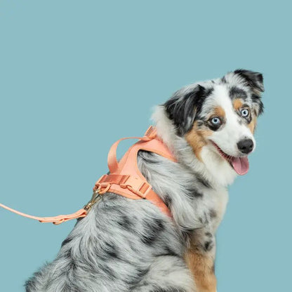 No-Pull Dog Harness - Peach